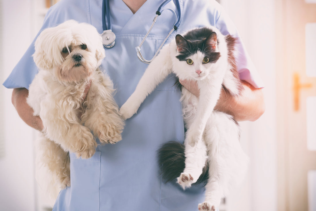Veterinary Costs And The Educated Pet Guardian, Part One | Vet Organics
