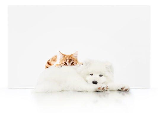 A Guardian’s Guide to Dermatophytosis (Ringworm) | Vet Organics 