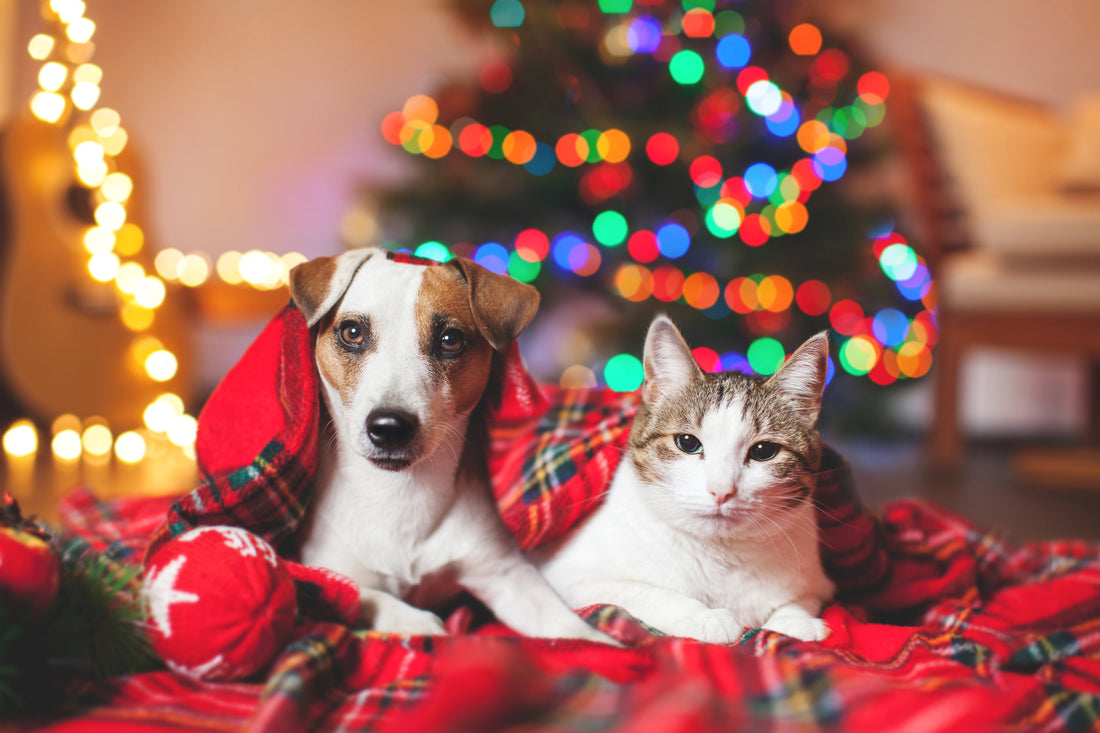 Holiday Pet Picture Tips For Photos You And Your Pet Can Be Proud Of | Vet Organics