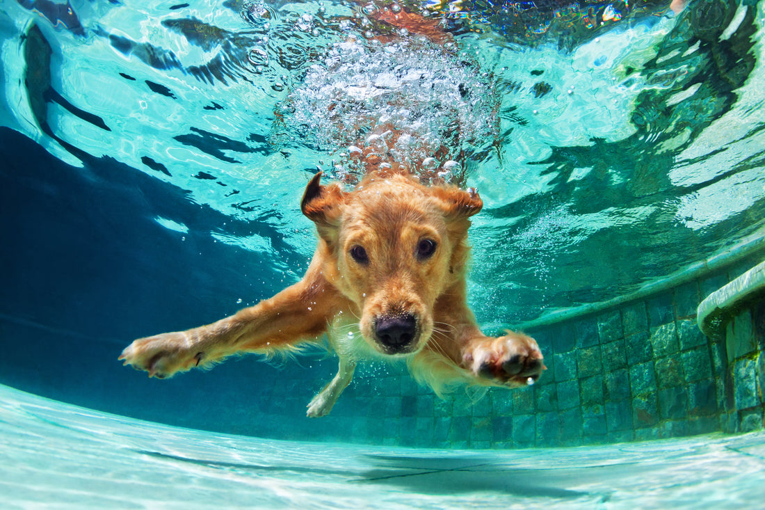Water Safety Tips For Dogs | Vet Organics | EcoImmune