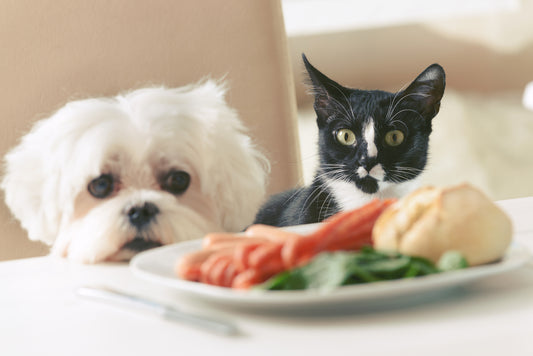 Table Scraps Pets Cannot Have, Part One | Vet Organics | EcoDigestive