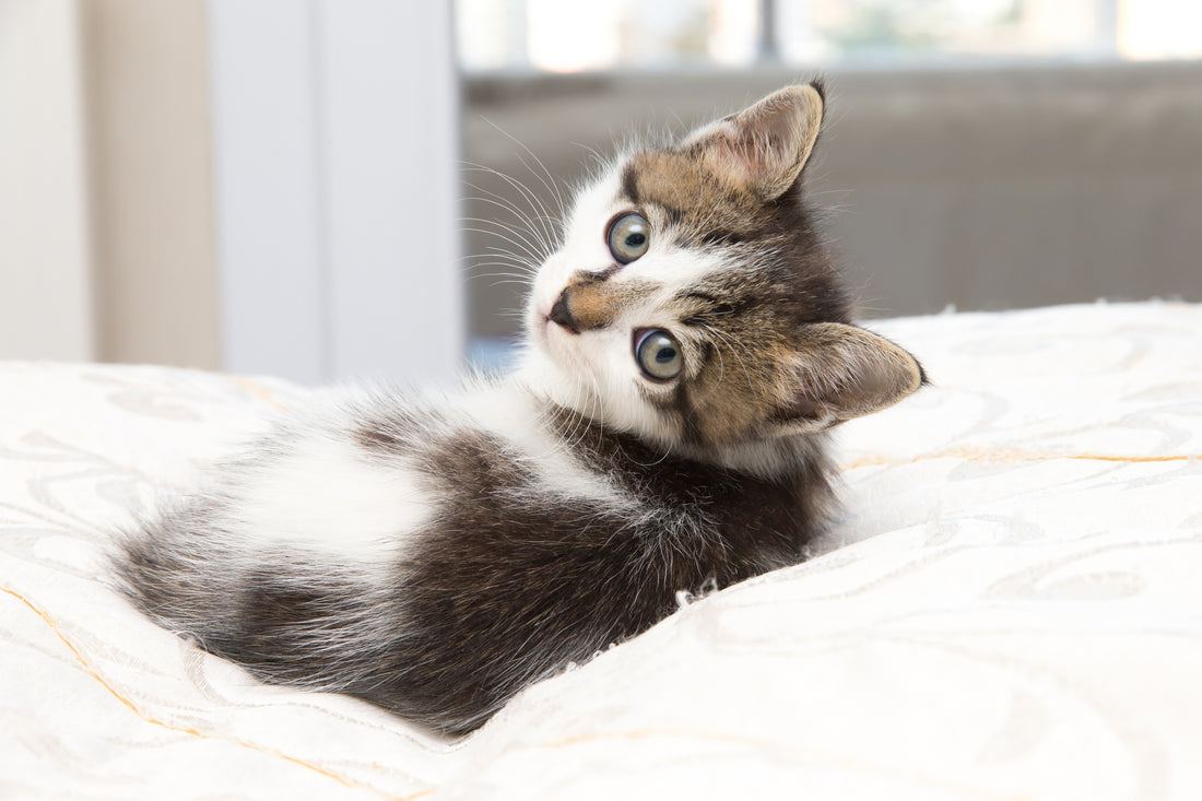 What You Need To Know About Cats And Immunity | Vet Organics