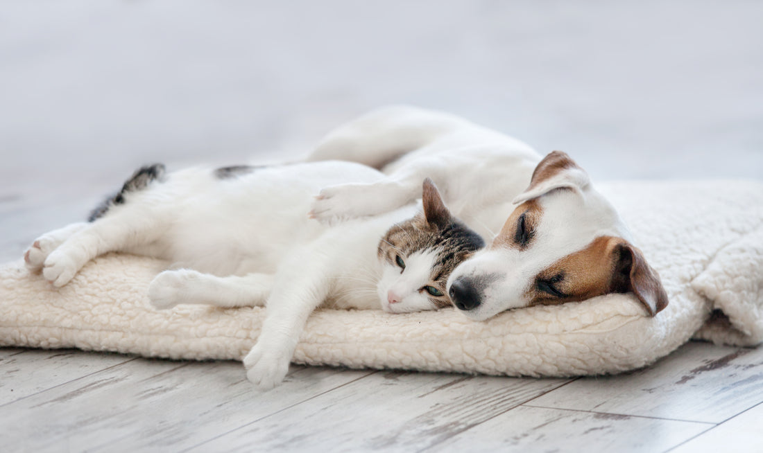 What You Need To Know About Pet Joint Care: Part Two | Vet Organics