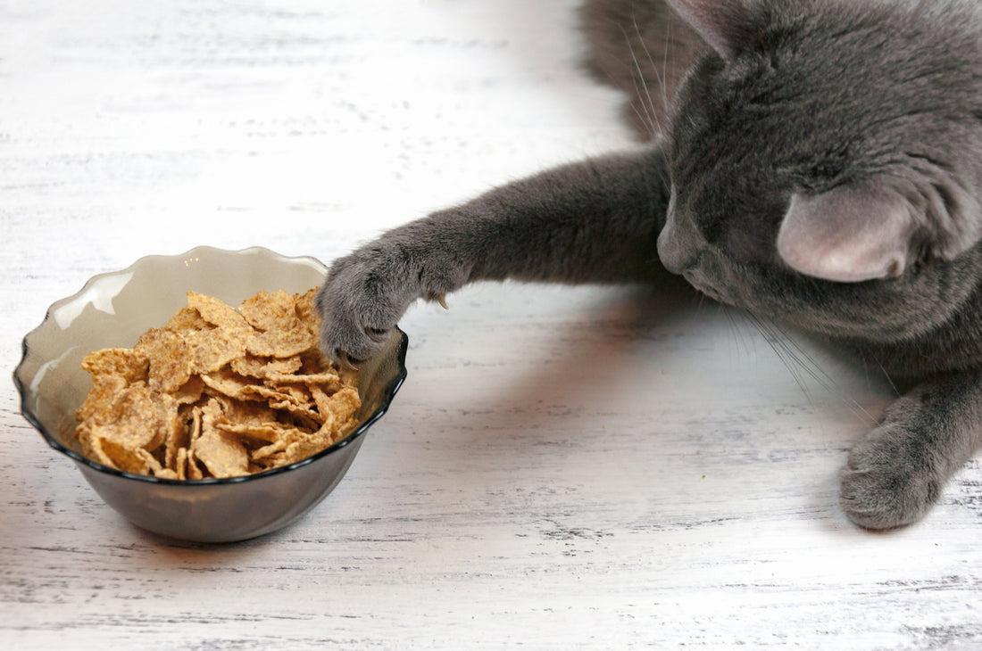 Digestive Problems in Cats And The Solutions Every Guardian Should Know | Vet Organics
