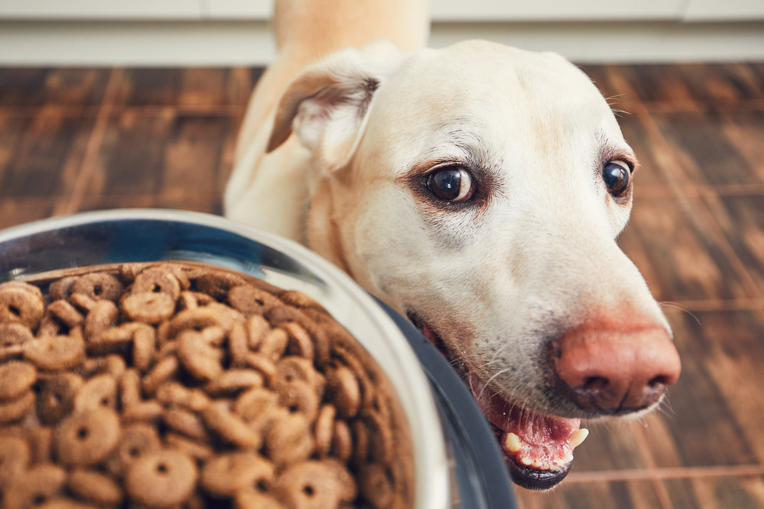 Pet Food Recalls: Why, What, and How to Stay Up To Date | Vet Organics