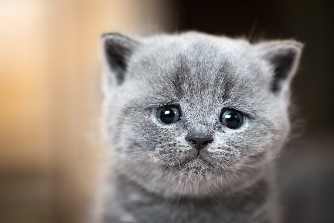 Do Cats Cry? What Do Their Tears Mean? | Vet Organics