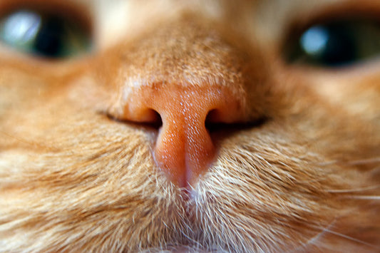7 Strange Cat Behaviors Explained | Vet Organics