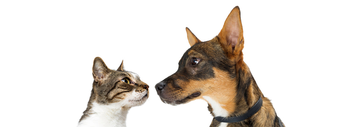 14 Differences Between Dog and Cat People | Vet Organics