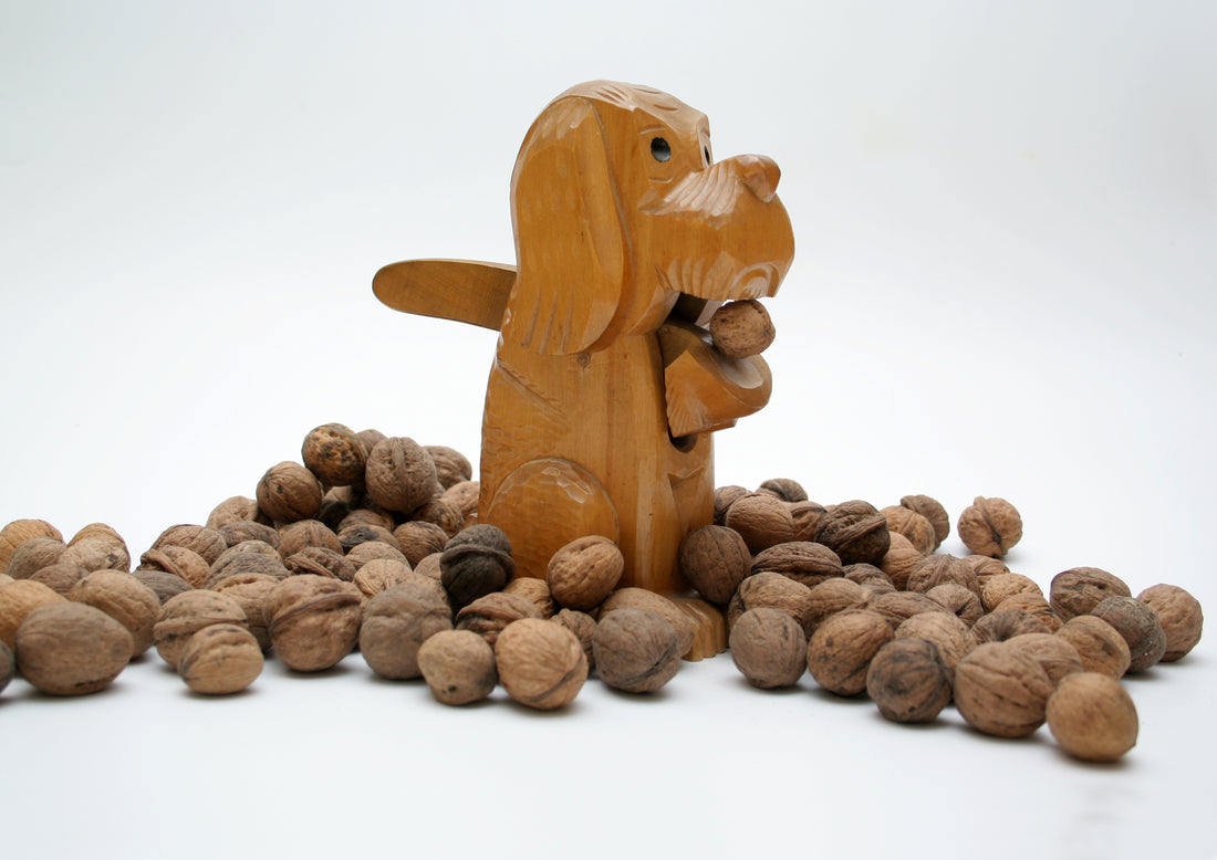 Nuts for Dogs - Toxic And Vet-Approved Varieties | Vet Organics