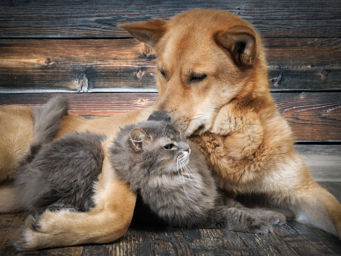 What you Need to Know About Pet Joint Care Part One