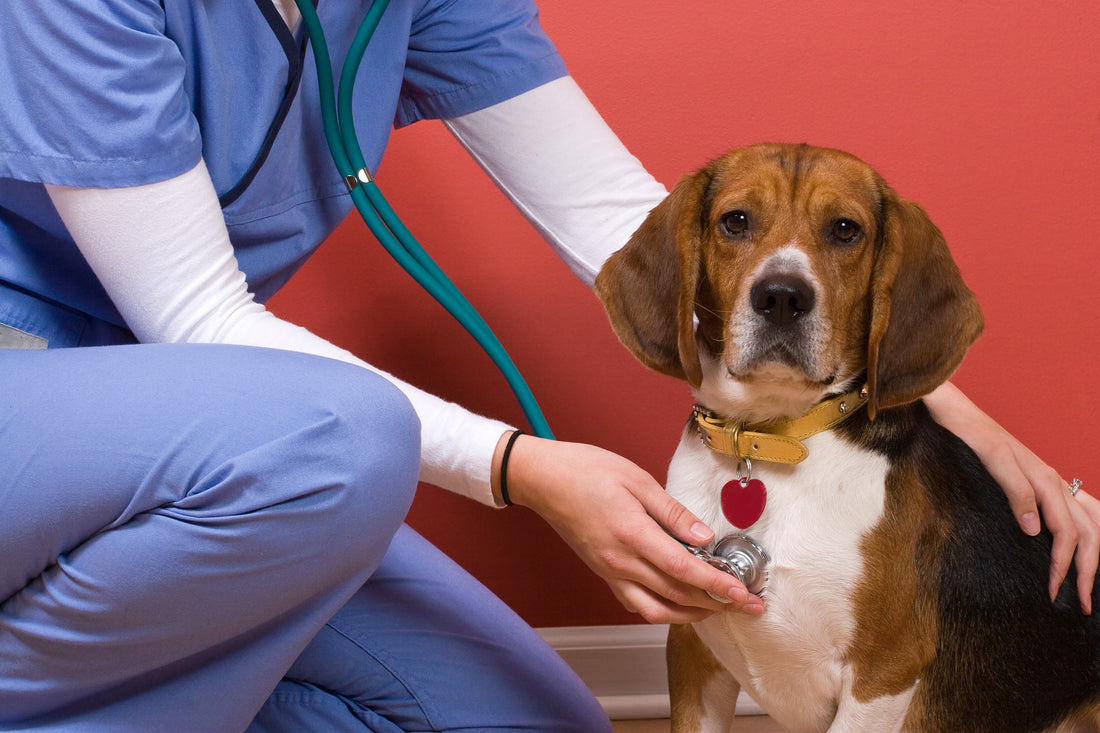 National Vet Tech Appreciation Week | Vet Organics