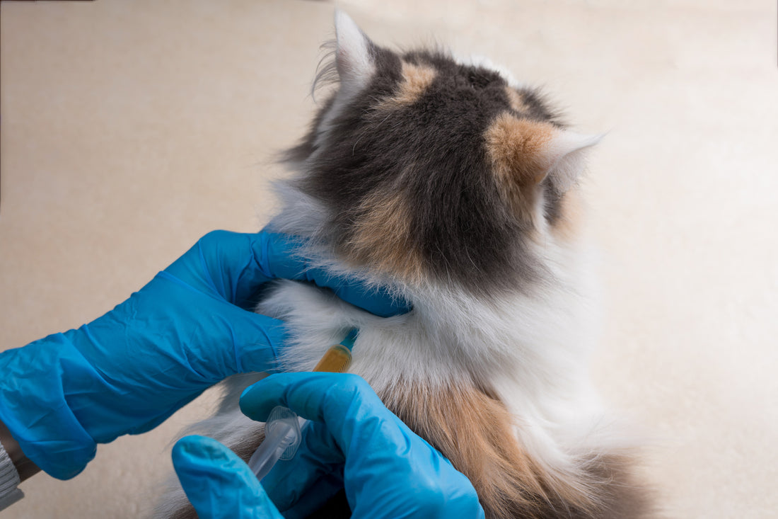 Cat Diseases and Vaccines You Need To Know About | Vet Organics