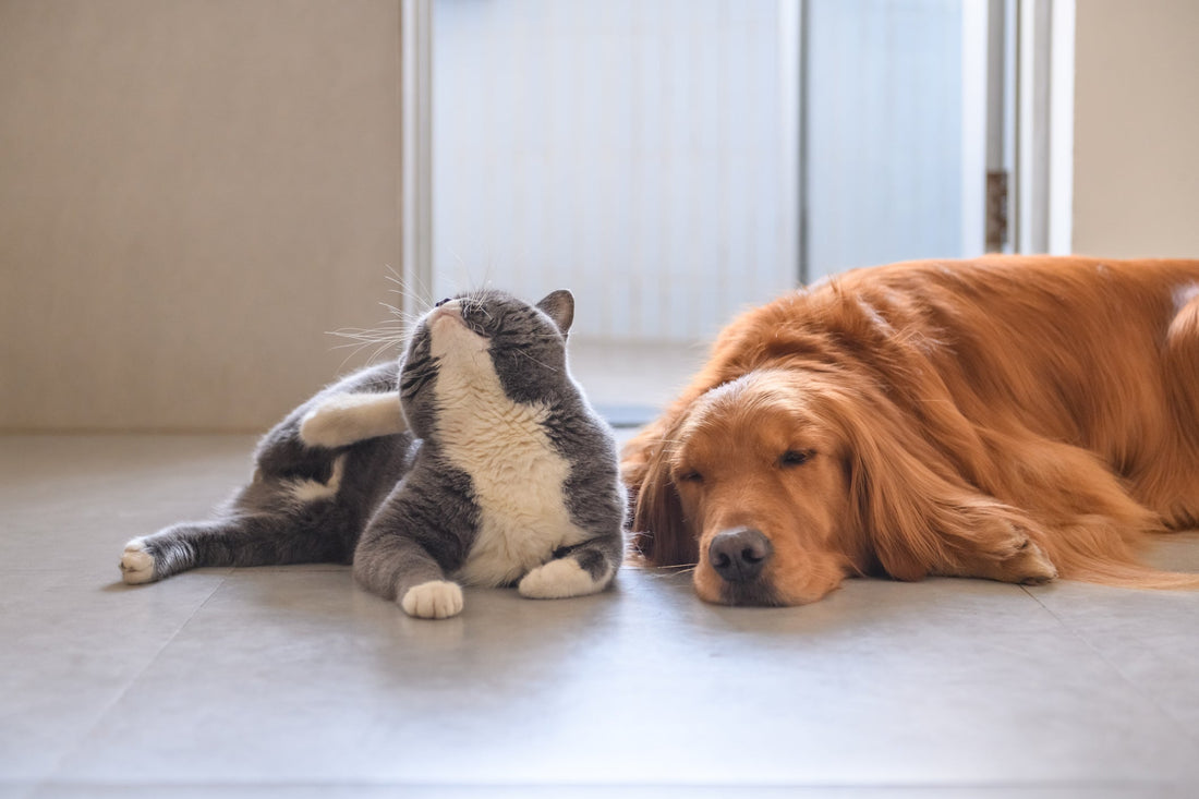 allergies-vet-organics-ecoallergy