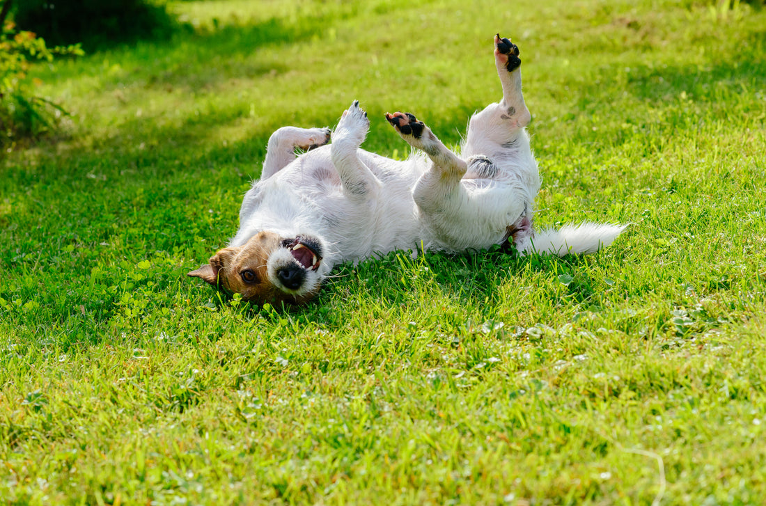 Dogs-Shake-Their-Legs-Vet-Organics