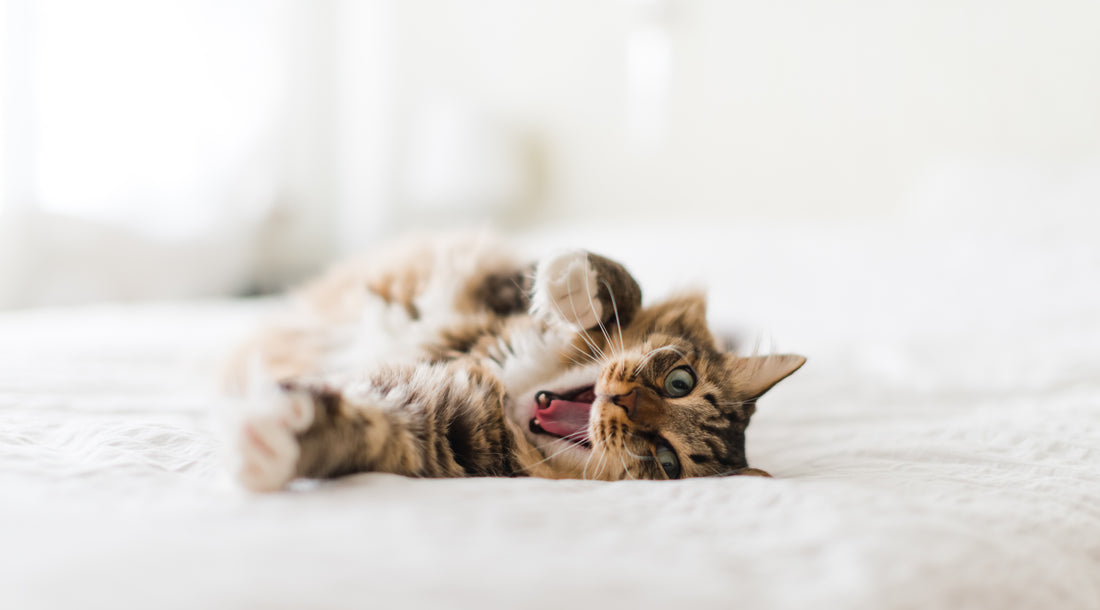 Vocalizing & Cats: How to Listen & Communicate | Vet Organics