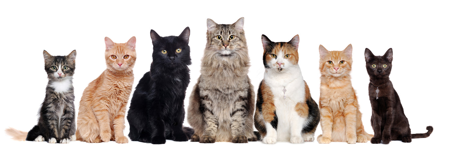 Top Cat Breeds for Families with Kids Vet Organics