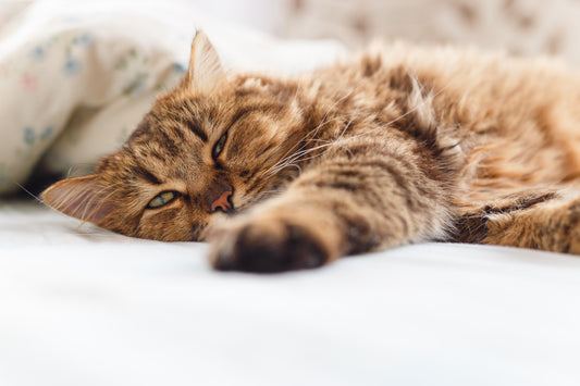 When Cats Throw Up - What You Need To Know | Vet Organics