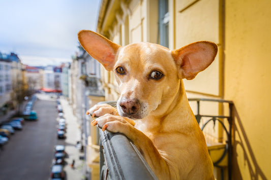 Dog Breeds That Are Perfect for Apartment Living | Vet Organics