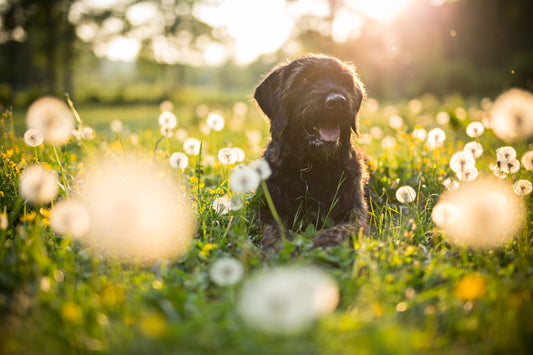 The Dog Days of Summer | Vet Organics