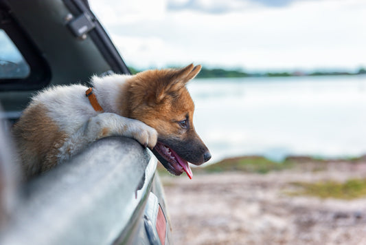 What You Need To Know About Dogs And Motion Sickness | Vet Organics