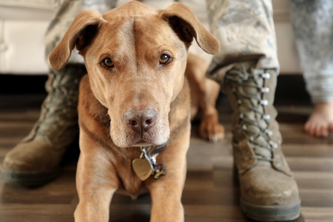 Dogs of War: A Veterans Day Essay | Vet Organics