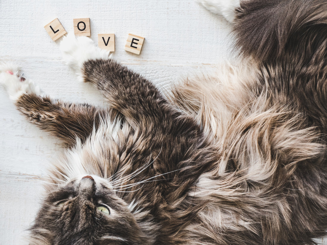 Telling Our Cats We Love Them | Vet Organics