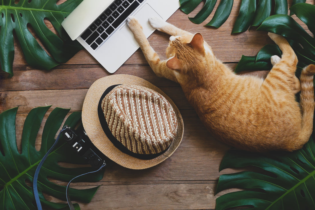 PETworking: What It Is and Ways to Participate | Vet Organics