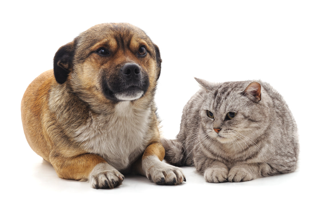 Can Animals Really Smell Your Fear? | Vet Organics