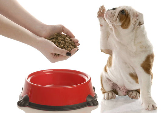 What Can I Do About My Dog Who Won’t Eat? Part 2