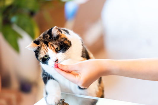 Cat Training - The Best Basic Commands For Beginners, Part Three | Vet Organics