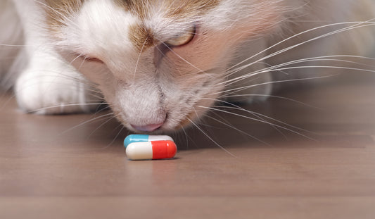 How to Ensure You Don’t Get Swindled by an Online Pet Pharmacy | Vet Organics