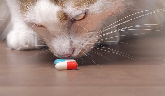 How to Ensure You Don’t Get Swindled by an Online Pet Pharmacy | Vet Organics
