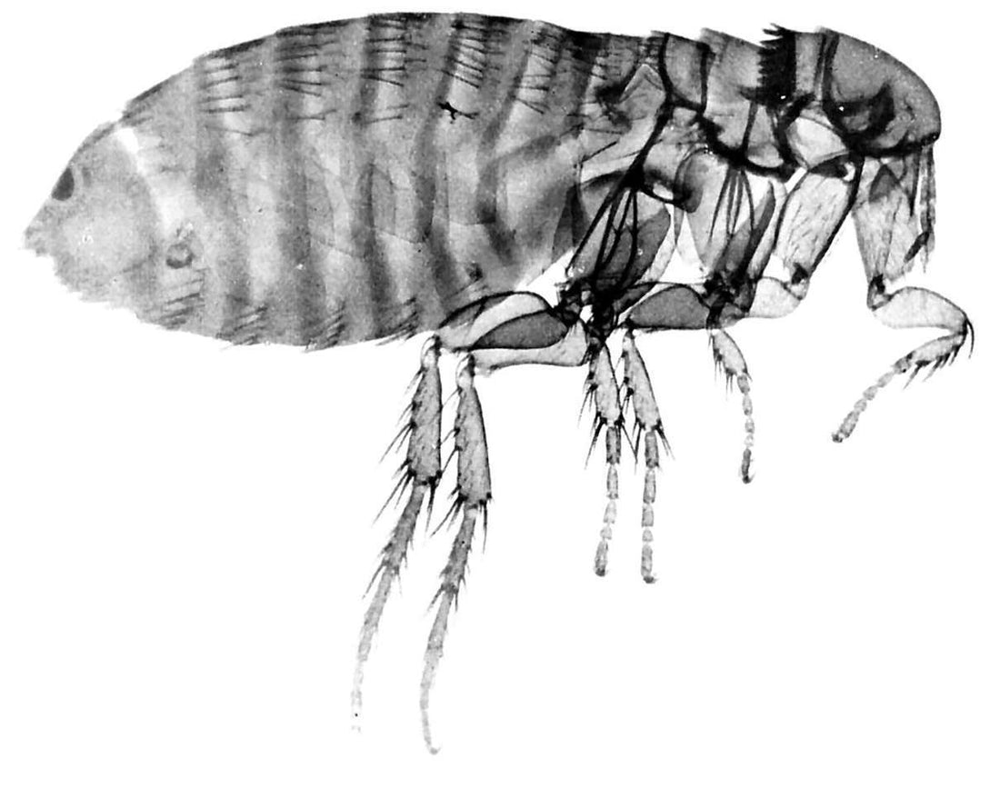 EPA Says Toxic Chemicals can Stay in Flea Collars