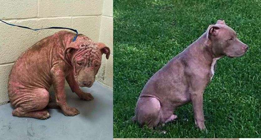 Maverick Cain Proves Love is Mightier than Mange