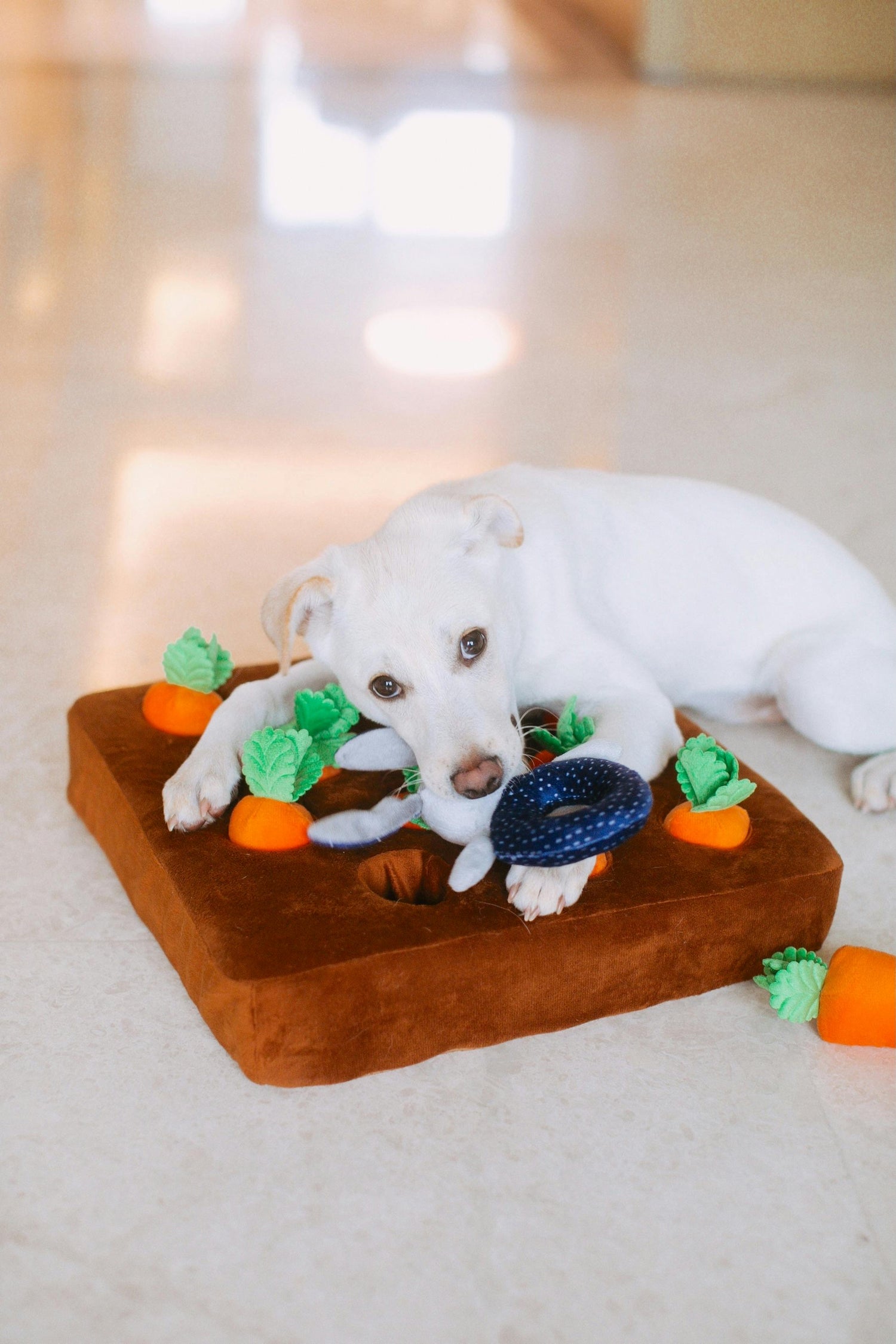 EARTH FRIENDLY DOG TOY BRING MORE NUTS!