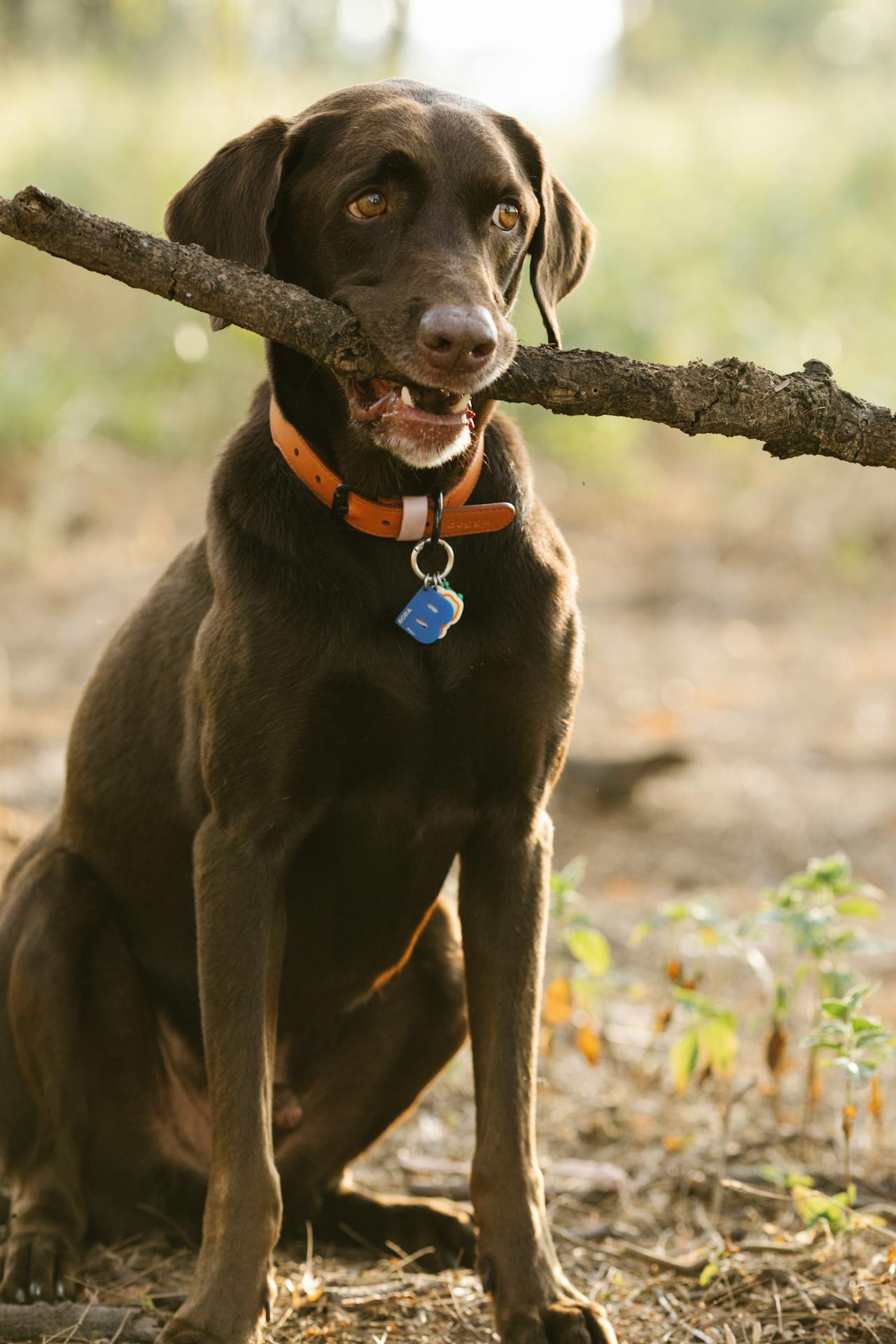 Ear Infection in Labrador Retrievers: What You Need to Know – Vet Organics