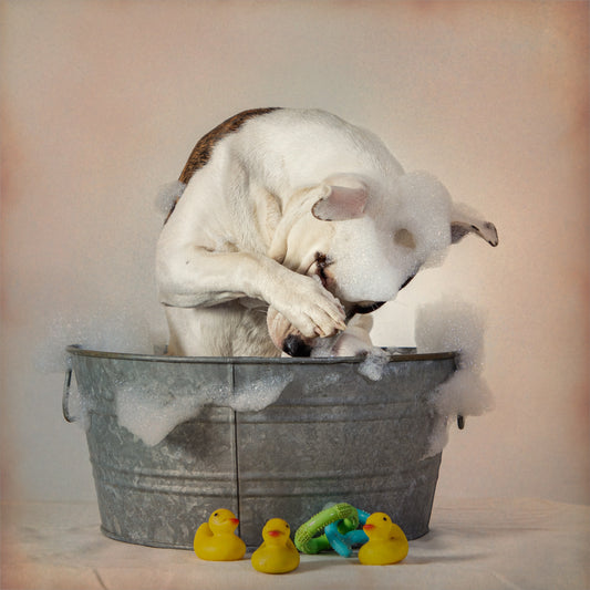 Dog Washing Tips for a DIY Dog Bath with Professional Results