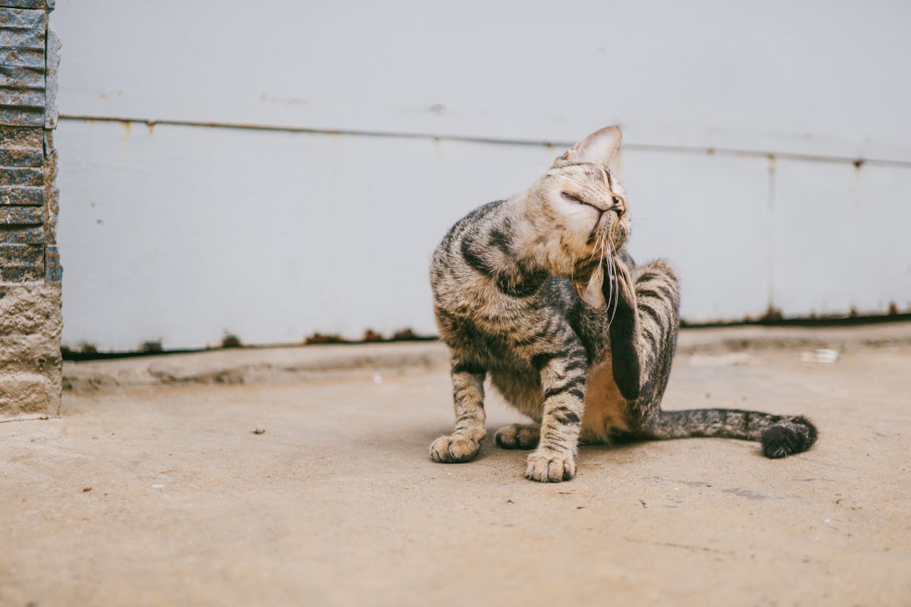A Review of the Best Organic Tick Repellents for Cats Vet Organics