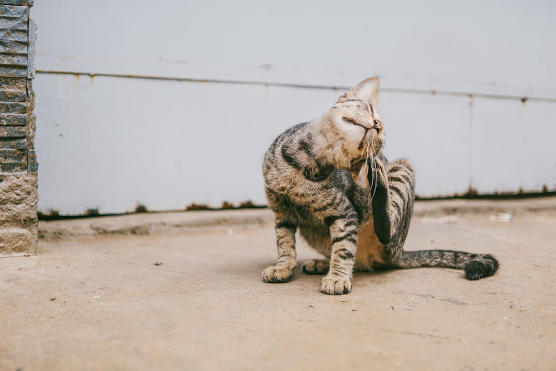 A Review of the Best Organic Tick Repellents for Cats