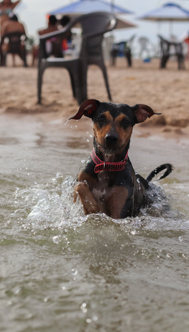 Summer Heat & Your Pet: 7 Simple Ways to Keep Dogs and Cats Safe During Hot Weather