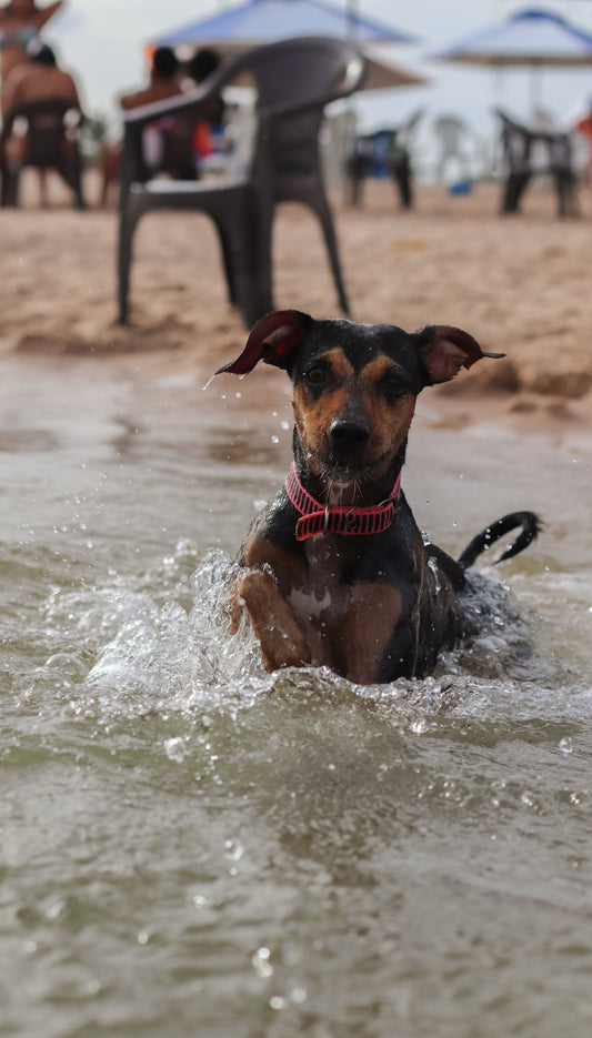 Summer Heat & Your Pet: 7 Simple Ways to Keep Dogs and Cats Safe During Hot Weather