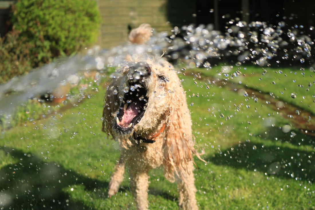 Keeping Cool: Essential Summer Care Tips for Your Pets