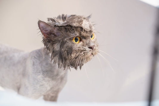 The Benefits of Using Organic Cat Shampoo