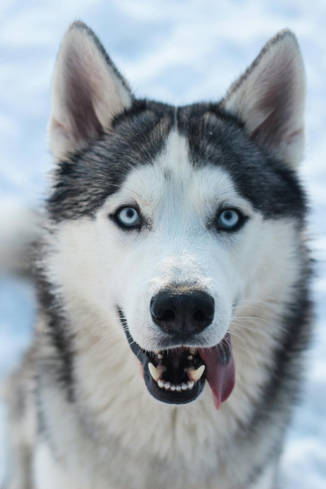 Causes and Preventions of Ear Infection in Siberian Huskies
