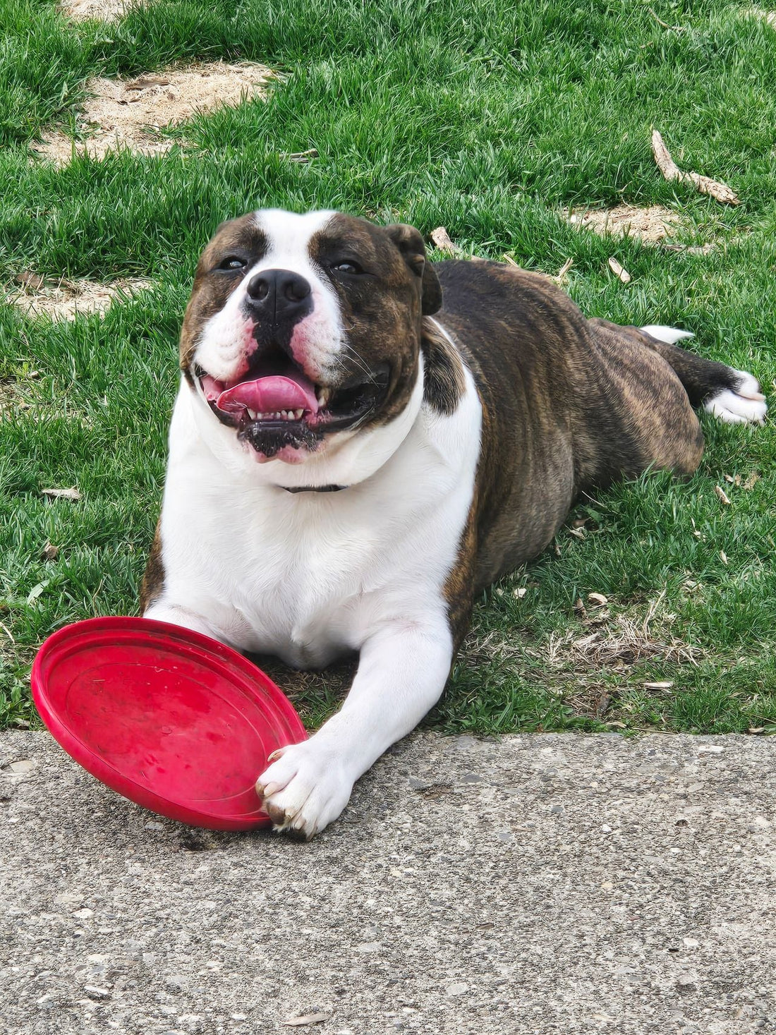 Dog Saliva: Healthy or Harmful?