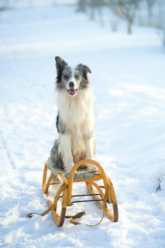 Winter Skin Problems in Dogs and Natural Ways to Treat Them