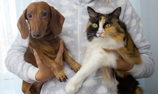 The Benefits of Organic Pet Supplements for Your Pet's Health