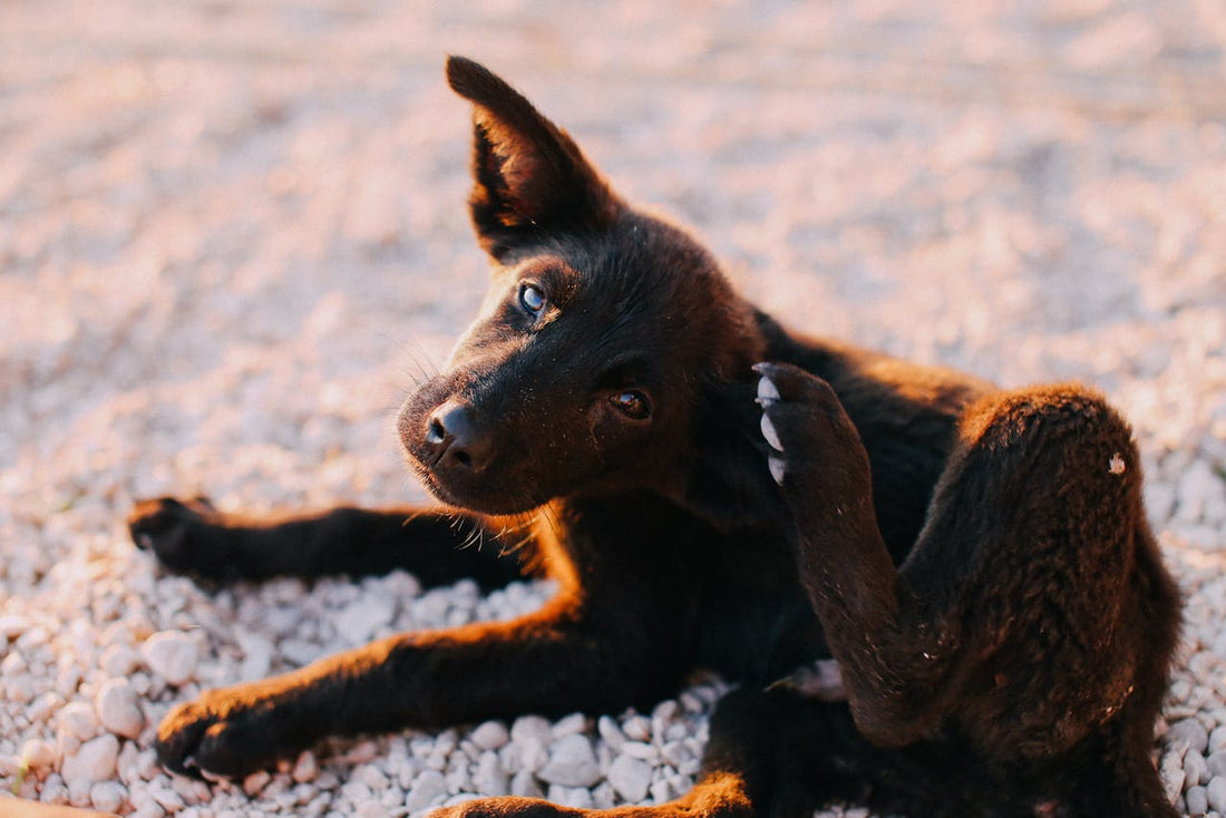 How Does EcoEars Dog Ear Cleaner Combat Ear Infections Naturally?
