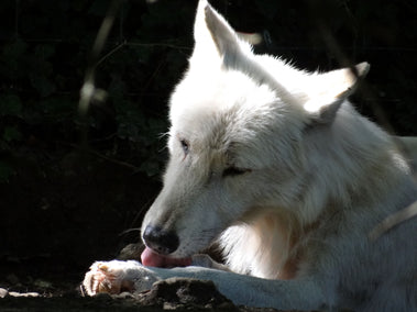Why Is My Dog Licking Their Paws? Common Fall Causes and What to Look For