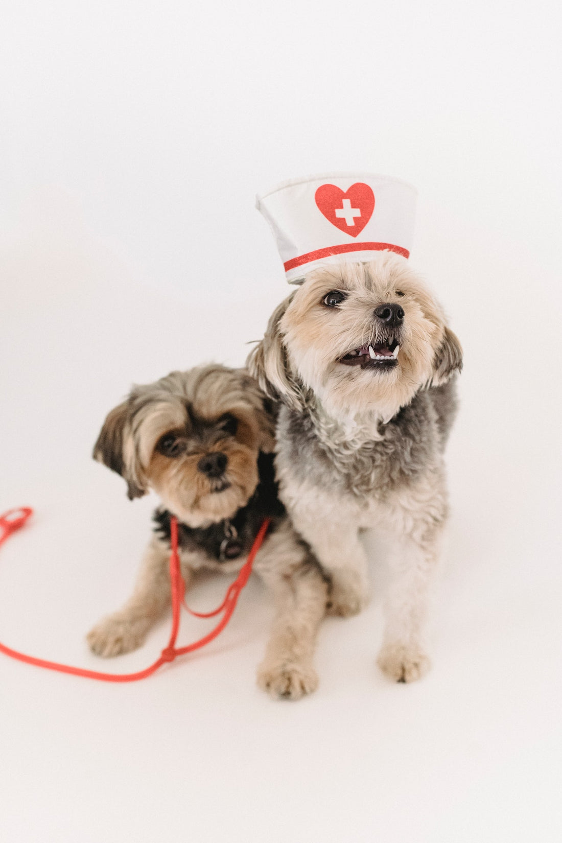 The Role of Diet in Holistic Pet Care